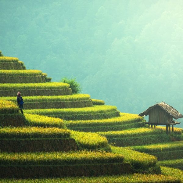 agriculture-thailand